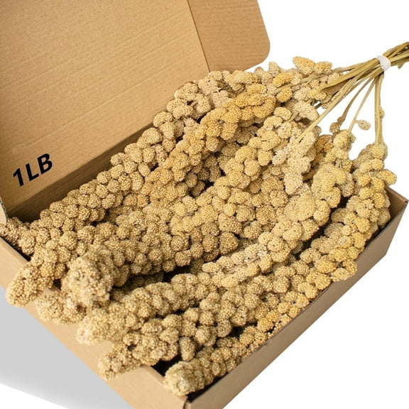 Advanllent Spray Millet for Birds, Grains, Birds Food Treats, 16oz