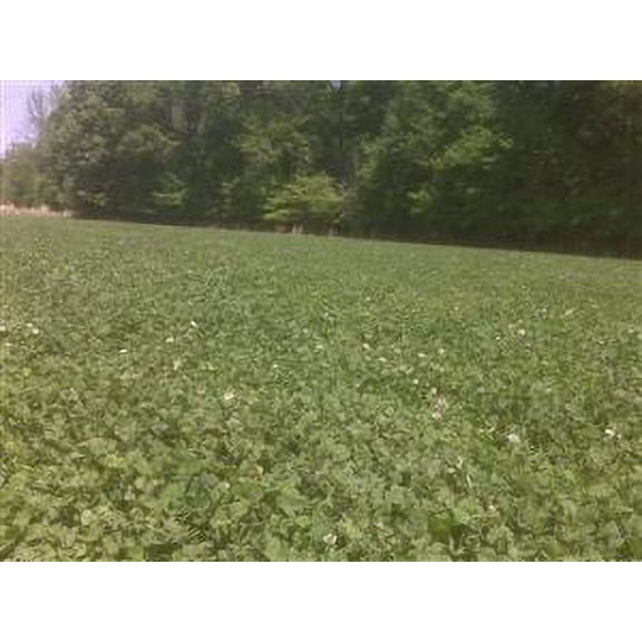 Advantage Ladino Clover Seed - 5 Lbs.