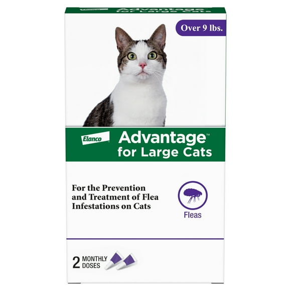 Curated visual reference: Picture Idea: Cat Flea And Tick In Cats