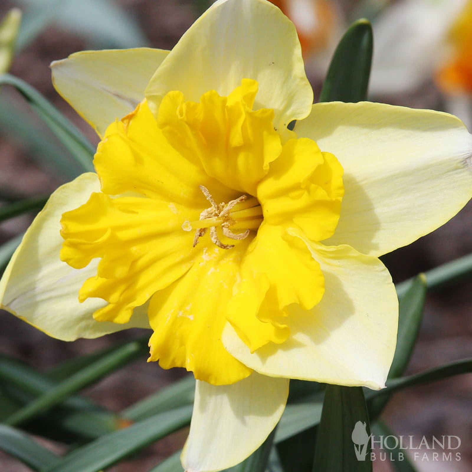 Gigantic Star Daffodil, Holland Bulb Farms