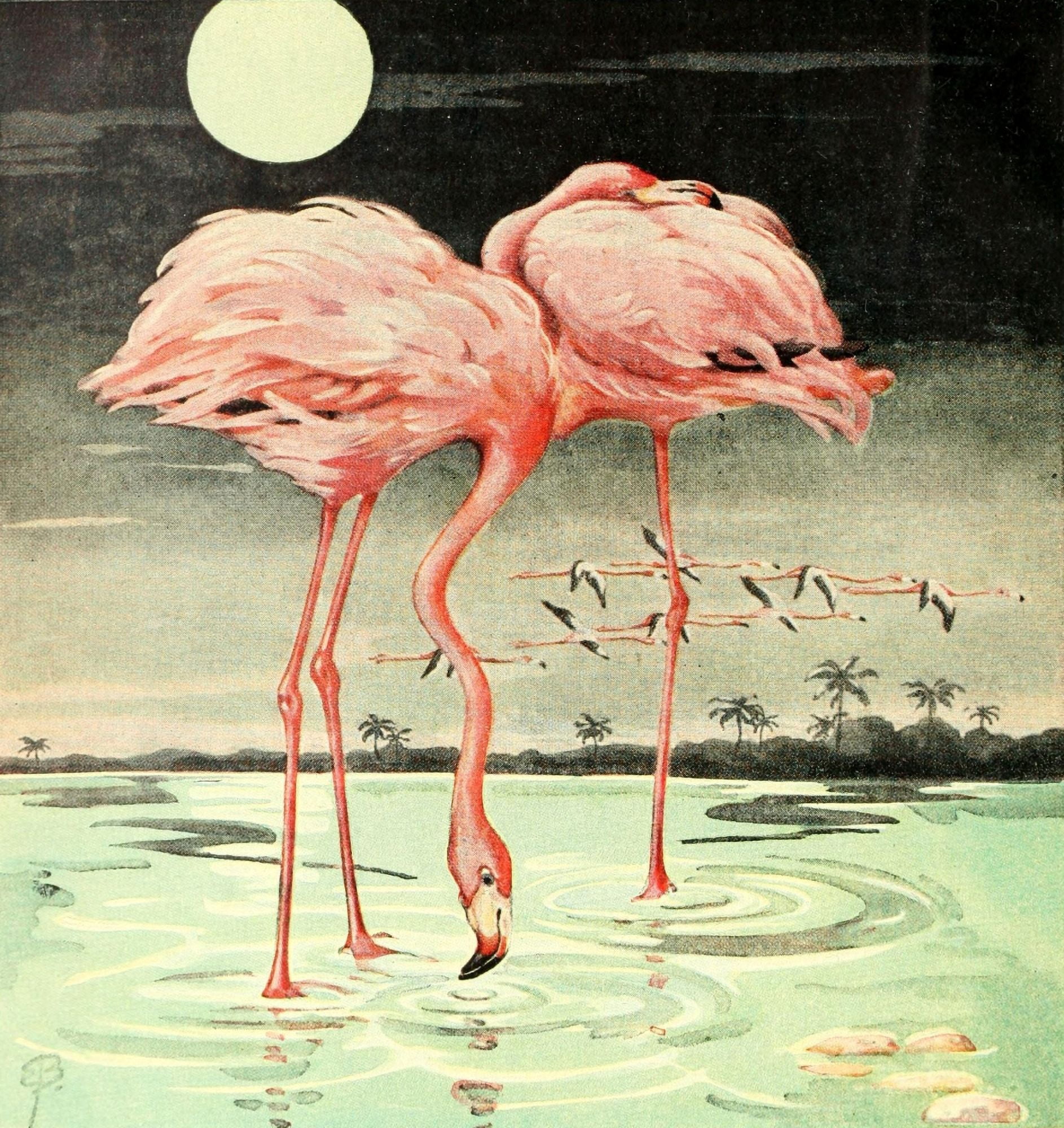 Adventures with Animals & Plants 1948 Flamingos Canvas Art - Unknown (18 x 24)