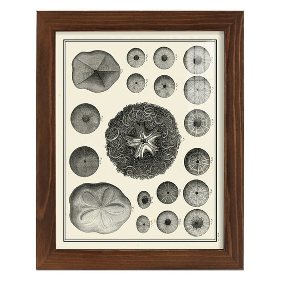 Aegean Collection I -Framed Print w/glass-Chestnut