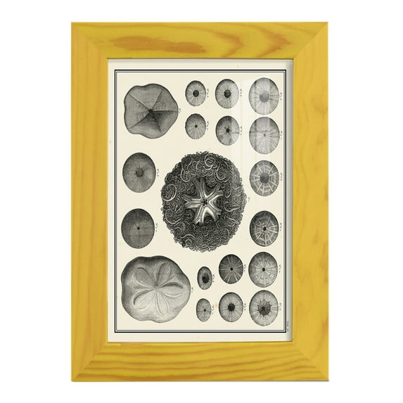 Aegean Collection I -Framed Print w/glass-Sunflower Yellow