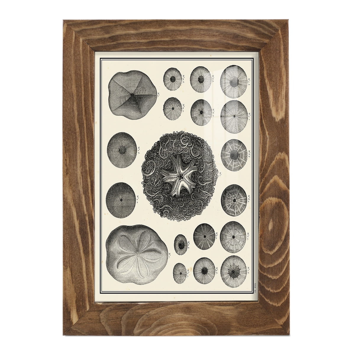 Aegean Collection I -Framed Print w/glass-Walnut