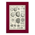 thumbnail image 1 of Aegean Collection II -Framed Print w/glass-Cherry Red, 1 of 8