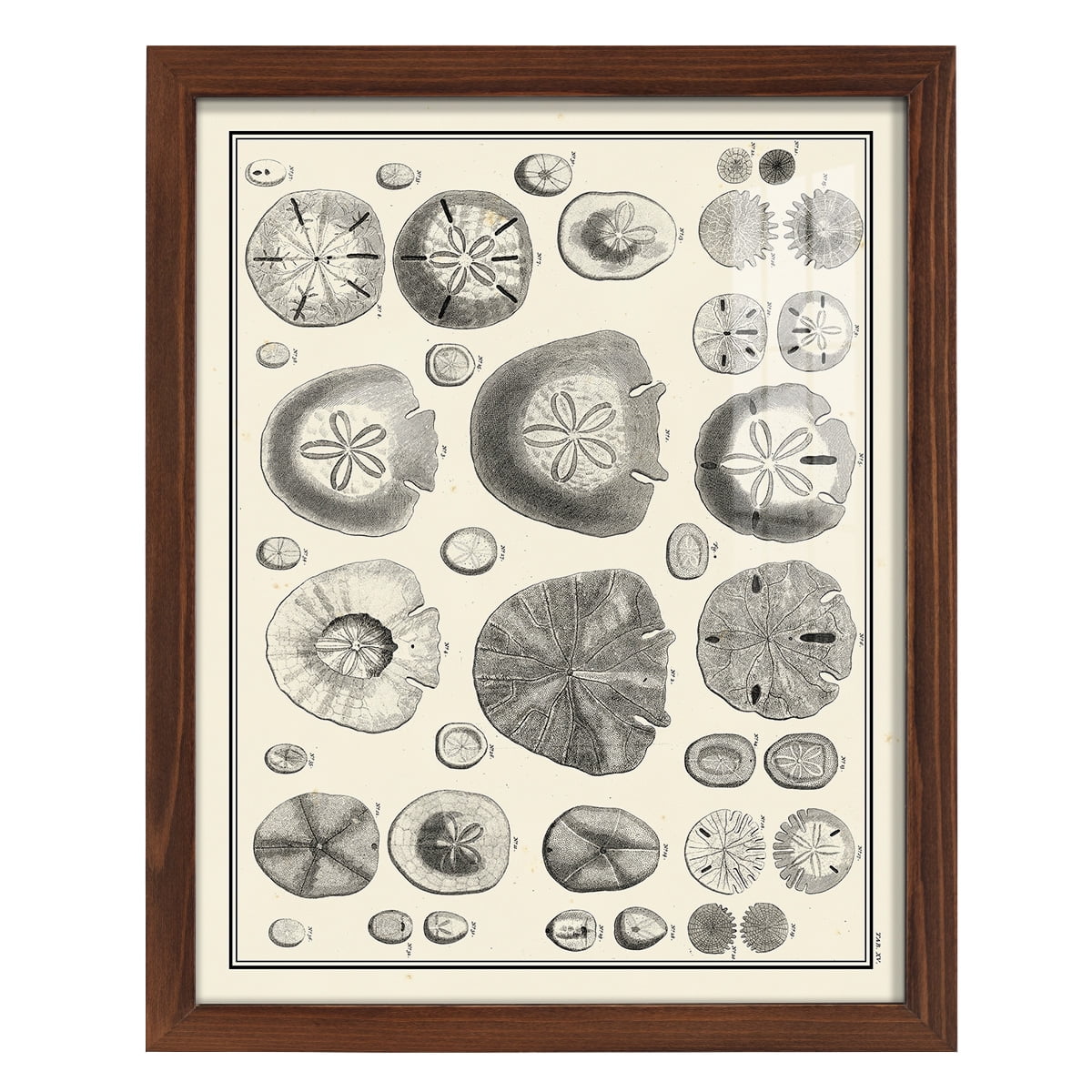 Aegean Collection II -Framed Print w/glass-Chestnut