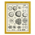 thumbnail image 1 of Aegean Collection II -Framed Print w/glass-Sunflower Yellow, 1 of 7