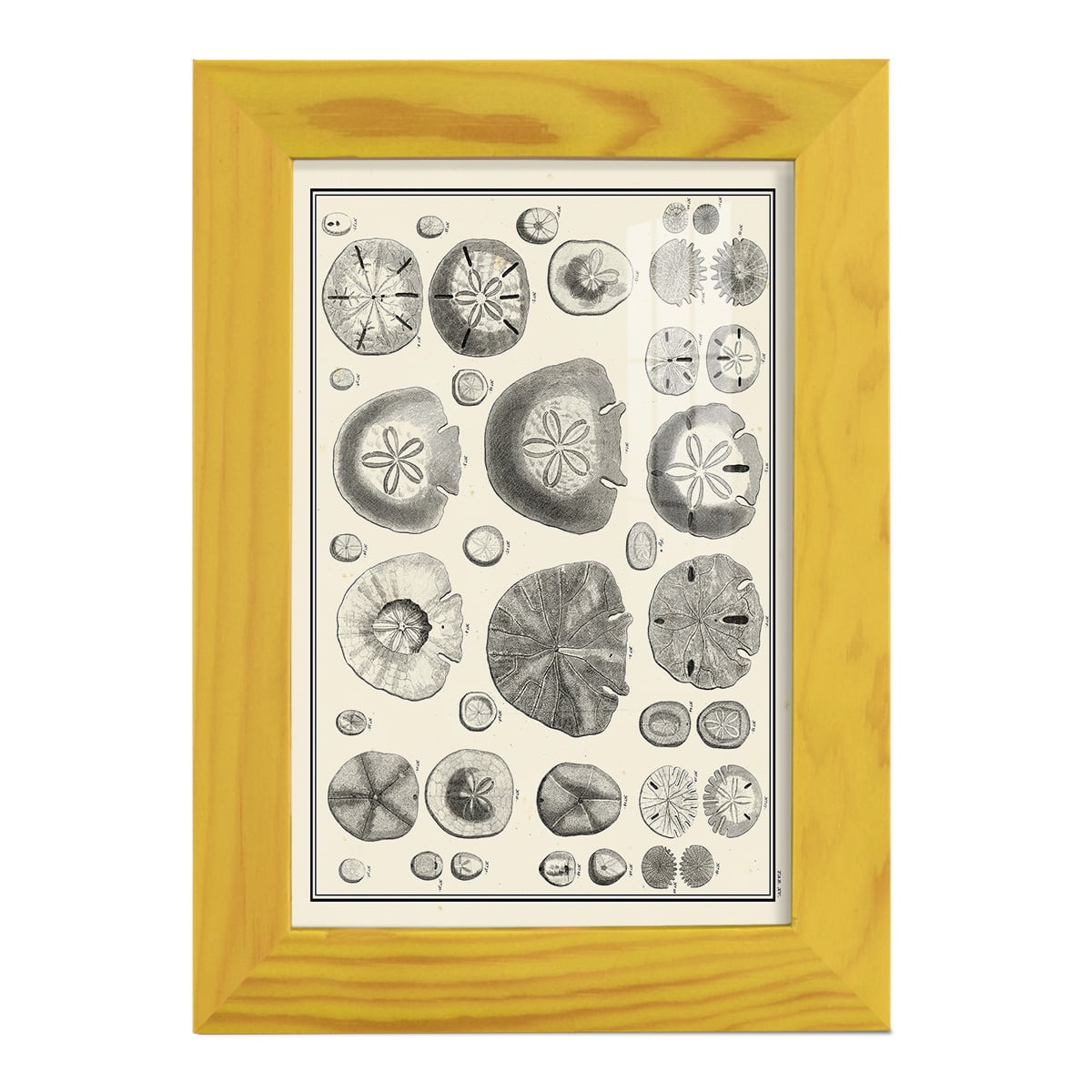 Aegean Collection II -Framed Print w/glass-Sunflower Yellow