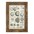 thumbnail image 1 of Aegean Collection II -Framed Print w/glass-Walnut, 1 of 8