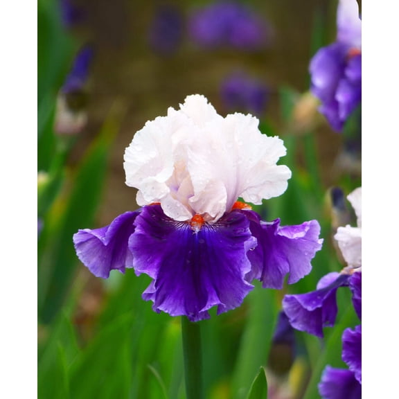 Aello Tall Bearded Iris - 1 Rhizome