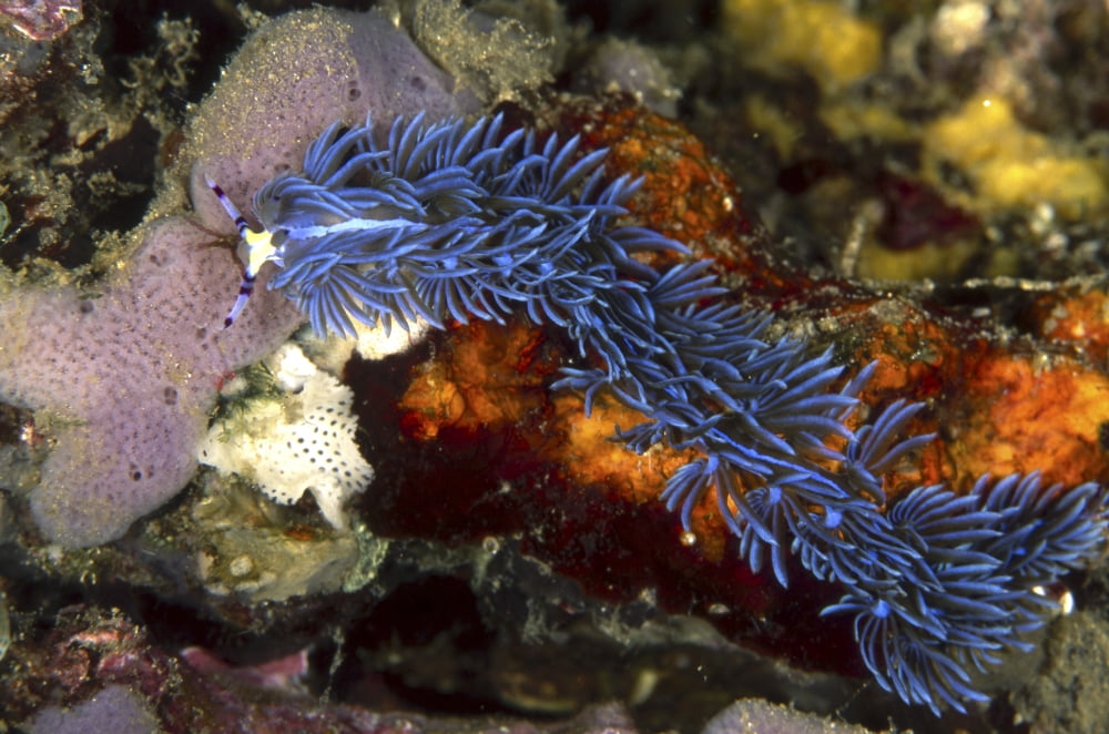 Aeolid nudibranch Batangas Philippines Canvas Art - Beverly FactorStocktrek Images (17 x 12)