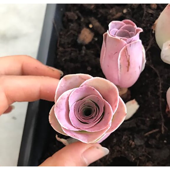 Aeonium Aurea Pink Mountain Rose Mini Live Succulent Plant-Compact Rose-Shaped Rosette for Indoor Dcor, Containers & Succulent Collections