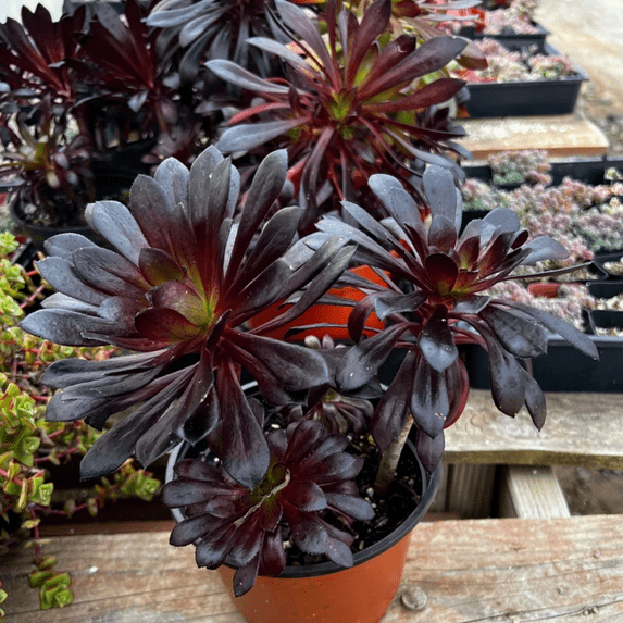Aeonium Black Rose Plant Live, Ornamental Succulent Live Plant, Grown 6" Pot, Come In Bareroot Without Pot