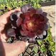 thumbnail image 1 of Aeonium Black Rose Plant Live for Planting - Black Tree Aeonium Plant - Houseleek Tree - 2 Inch Pot, 1 of 6