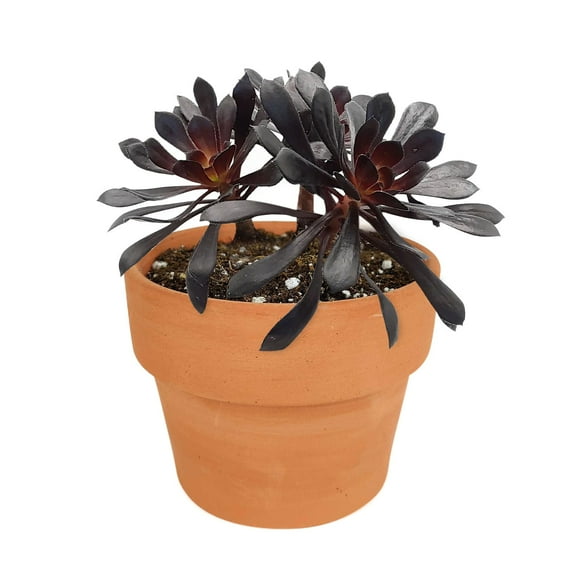 Aeonium Black Rose, Rare Black Rosettes Succulent - 4 inch size with Clay Pot