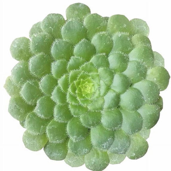 Aeonium Dinner Plate, Beautiful Rosettes Succulent, Live Easy Care House Plant - 2 inch size