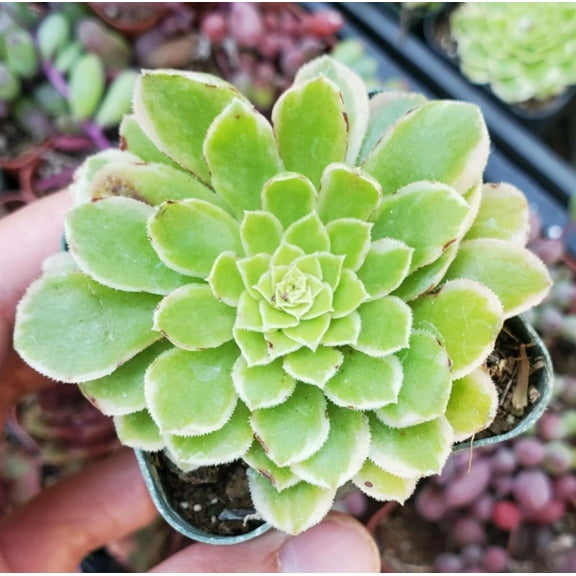 Aeonium Emerald Ice Plant Live for Planting - Variegated Aeonium Emerald Ice Plant - Rare Succulent Plant - 2 Inch Pot