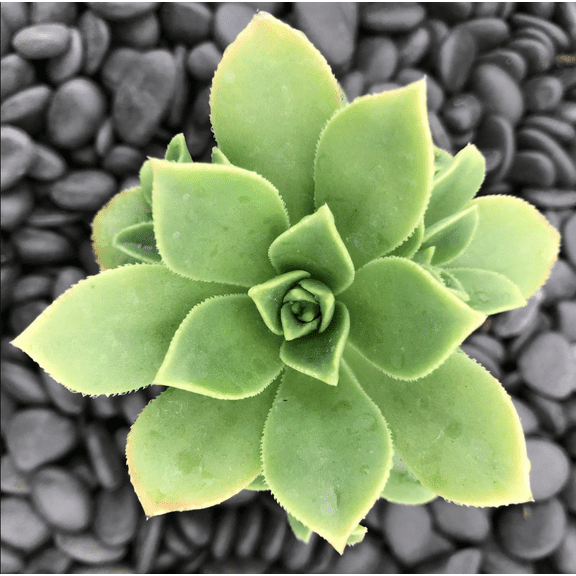 Aeonium Haworthii 'Pinwheel Aeonium' Succulent Plant 2 Inch for Indoor Outdoor Home Office Garden Decor