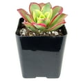 thumbnail image 1 of Aeonium Kiwi Haworthii (2"+ Plastic Pot) - Tiny, Lovely, Easy to Care Rosette Succulents - Live Healthy Succulents, 1 of 8