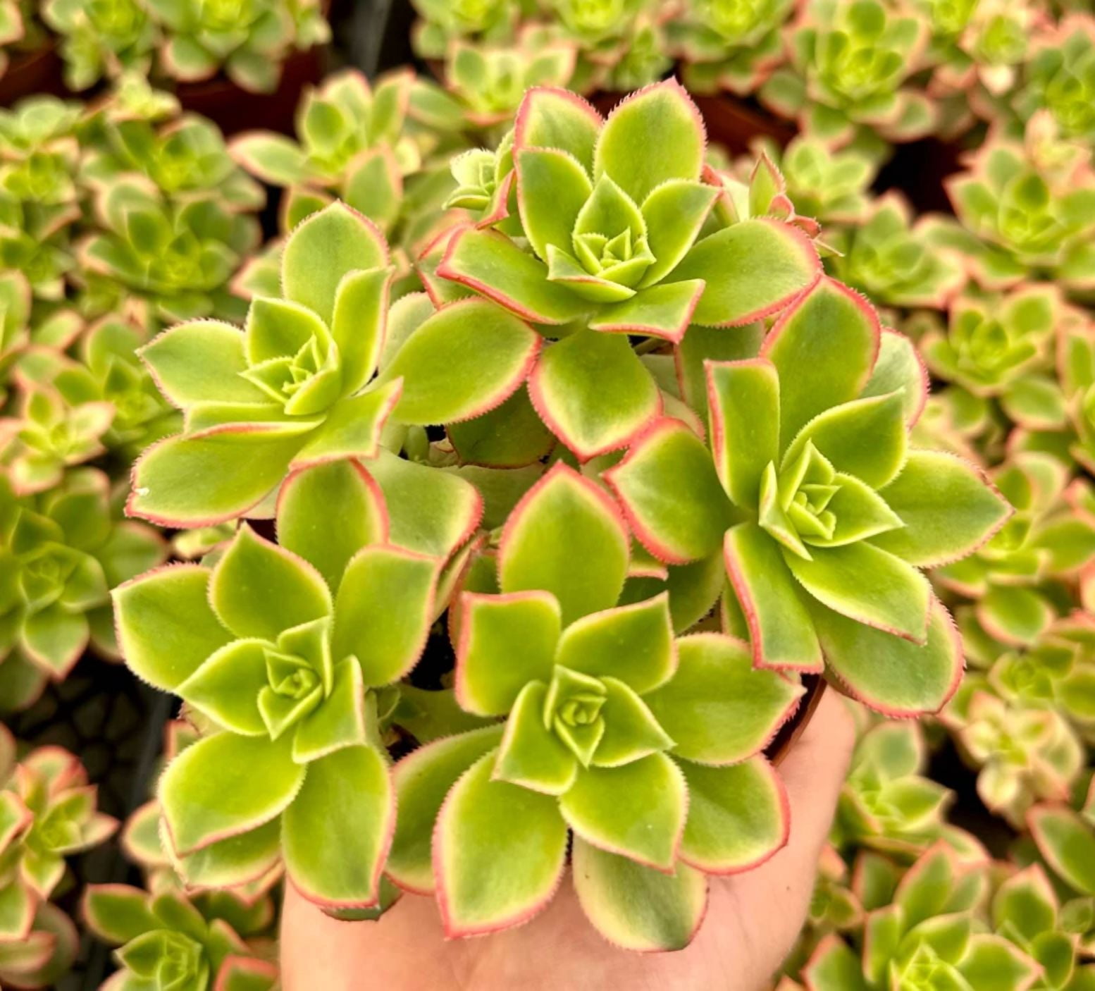 Aeonium Kiwi Plant Live for Planting - Rosette Succulents with Pups Plant  for Indoor Outdoor in 4 Inch Pot - Walmart.com