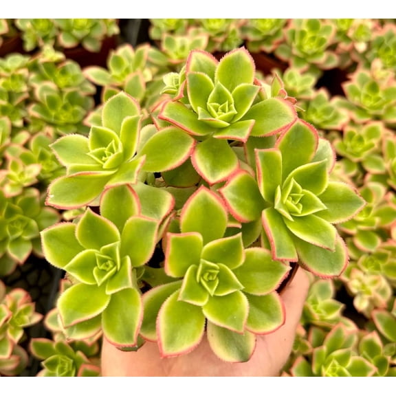 Aeonium Kiwi Plant Live for Planting - Rosette Succulents with Pups Plant for Indoor Outdoor in 4 Inch Pot