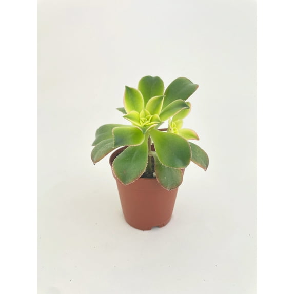 Aeonium 'Kiwi' Succulent | Tricolor Succulent Indirect Sunlight Live Plant, Spoon Shaped Leaves House Plants