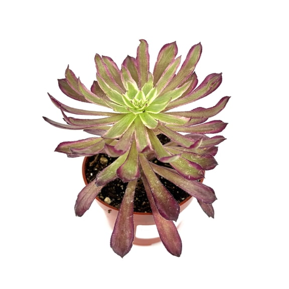Aeonium Mardi Gras Succulents, 4" Pot