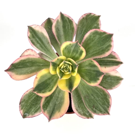Aeonium Sunburst Live Plant, 4" Pot