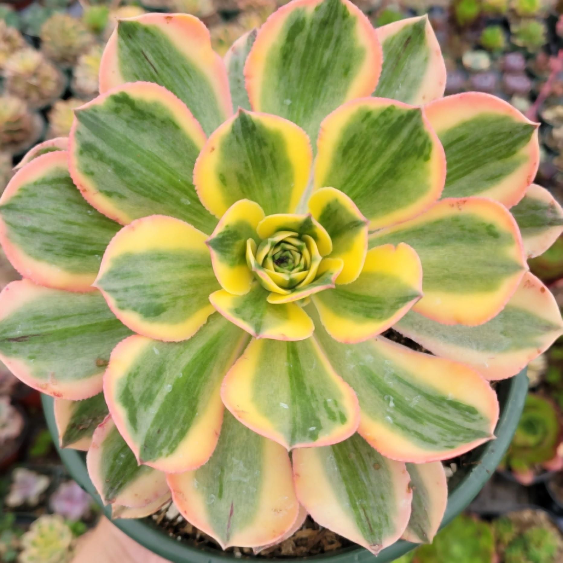 bulk succulent Bulk Succulents For Events and Weddings
