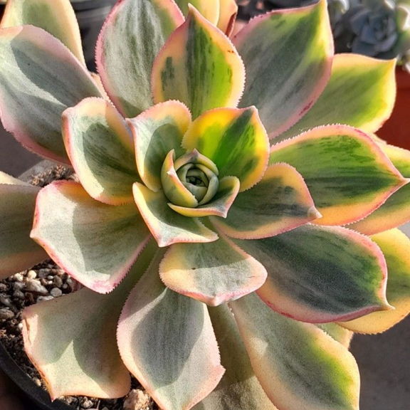Aeonium Sunburst Succulent, Aeonium Sunburst Live Plant 4'' Tall, Indoor Outdoor Planting