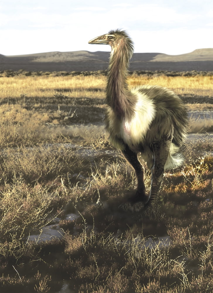 Aepyornis flightless bird roaming the Pleistocene savannas of Madagascar Canvas Art - Jan SovakStocktrek Images (12 x 17)