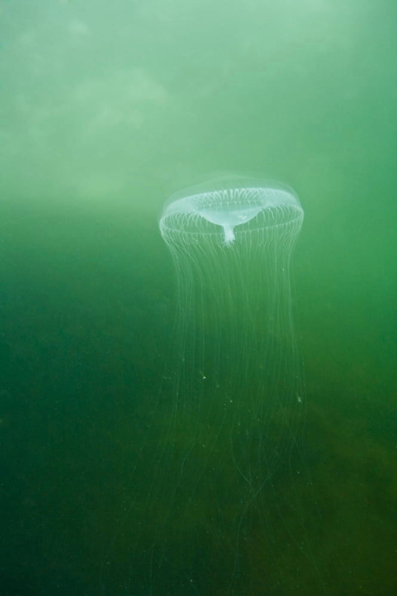 Aequoria Jellyfish (Scyphozoa) Canvas Art - Stuart Westmorland Design Pics (11 x 18)