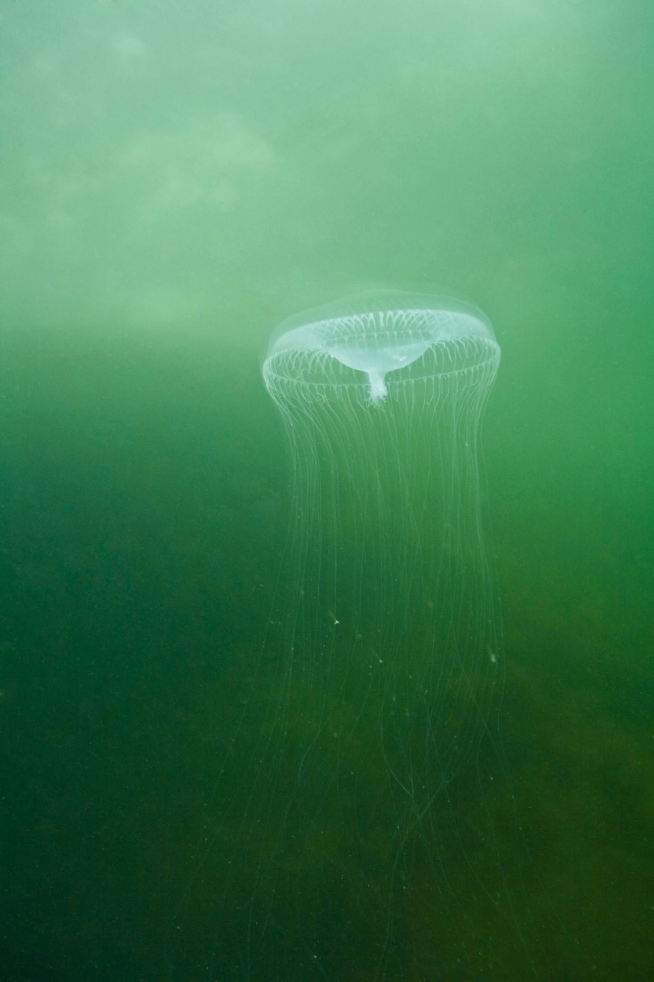 Aequoria Jellyfish (Scyphozoa) Canvas Art - Stuart Westmorland Design Pics (22 x 36)