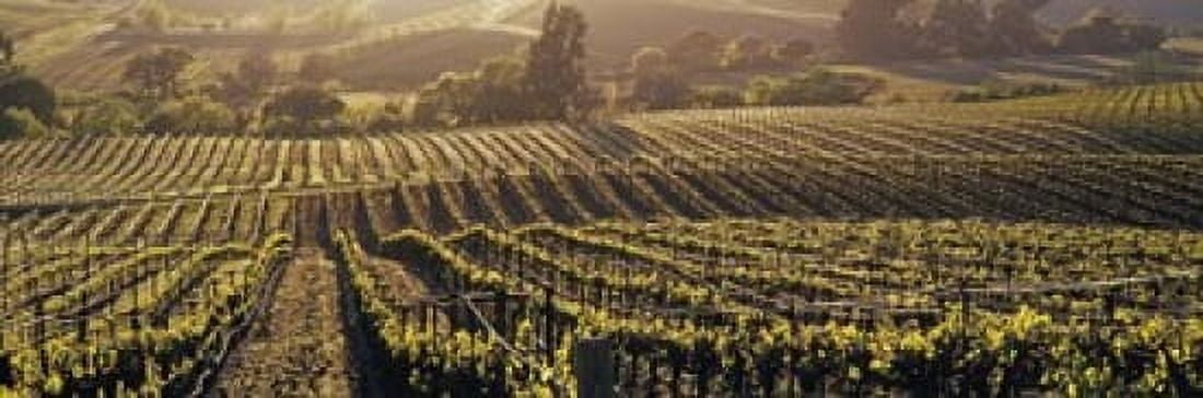 Aerial View Of Rows Crop In A Vineyard Careros Valley California USA Canvas Art - Panoramic Images (18 x 6)