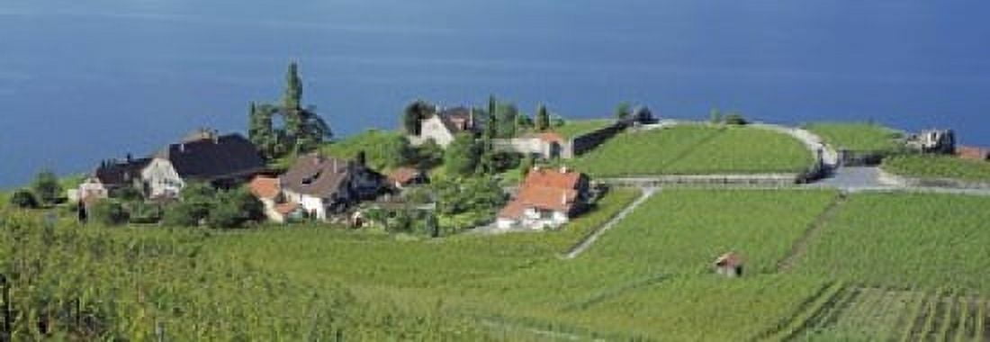 Aerial View Of Vineyards By A Lake Lake Geneva Vaud Switzerland Canvas Art - Panoramic Images (18 x 7)