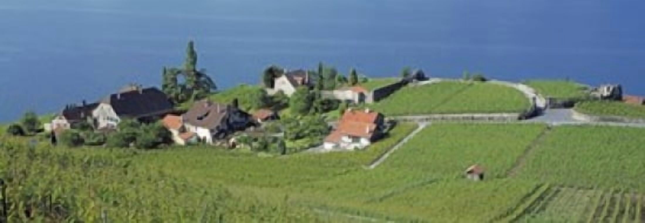Aerial View Of Vineyards By A Lake Lake Geneva Vaud Switzerland Canvas Art - Panoramic Images (36 x 13)