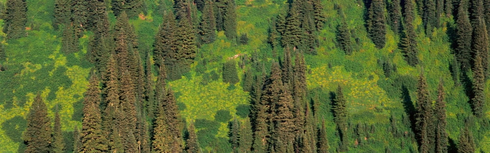 Aerial view of forest on mountainside Canvas Art - Panoramic Images (36 x 12)