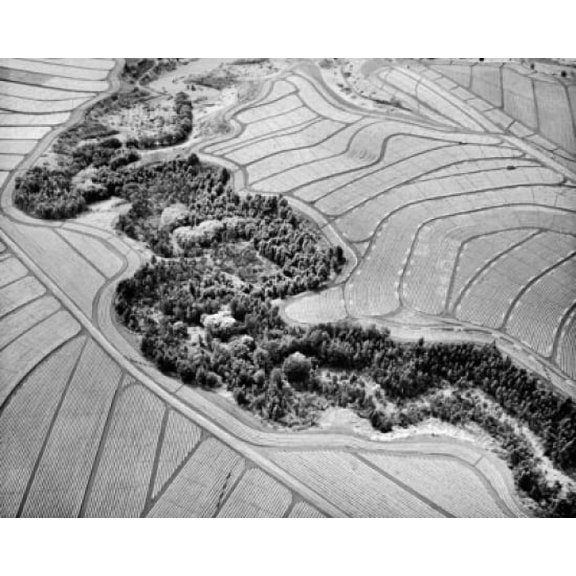 Aerial view of pineapple fields Canvas Art - (18 x 24)