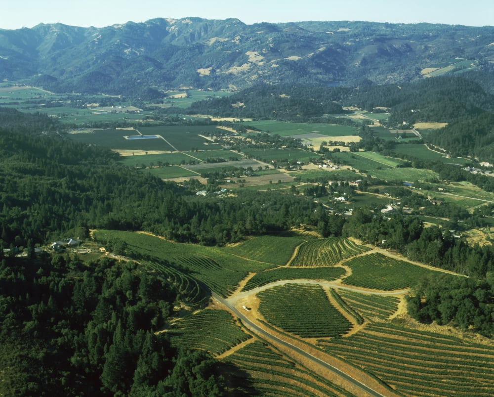 Aerial view of vineyards in Napa Valley California USA Canvas Art - Panoramic Images (29 x 36)