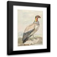 thumbnail image 1 of Aert Schouman 11x14 Black Modern Framed Museum Art Print Titled - Koningsgier (Sarcoramphus Dad) (1758), 1 of 5