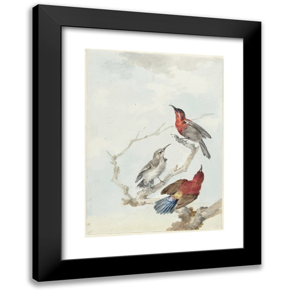 Aert Schouman 11x14 Black Modern Framed Museum Art Print Titled - Three Crimson Sunbirds (1780)