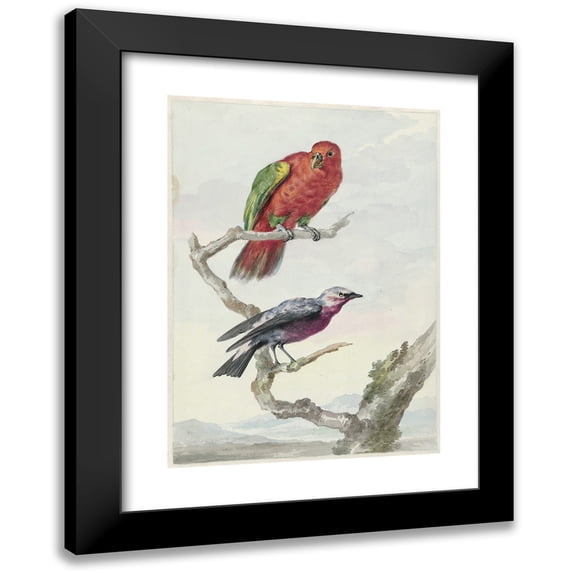 Aert Schouman 11x14 Black Modern Framed Museum Art Print Titled - Two Birds, Including a Red -Green Parrot (1720 - 1792)
