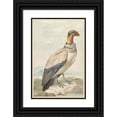thumbnail image 1 of Aert Schouman 13x18 Black Ornate Wood Framed Double Matted Museum Art Print Titled - Koningsgier (Sarcoramphus Dad) (1758), 1 of 5