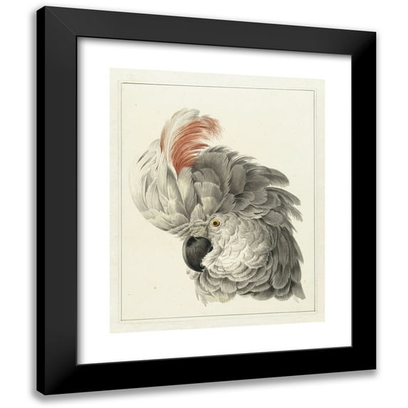 Aert Schouman 20x24 Black Modern Framed Museum Art Print Titled - Head of a Cockatoo (1725 - 1792)