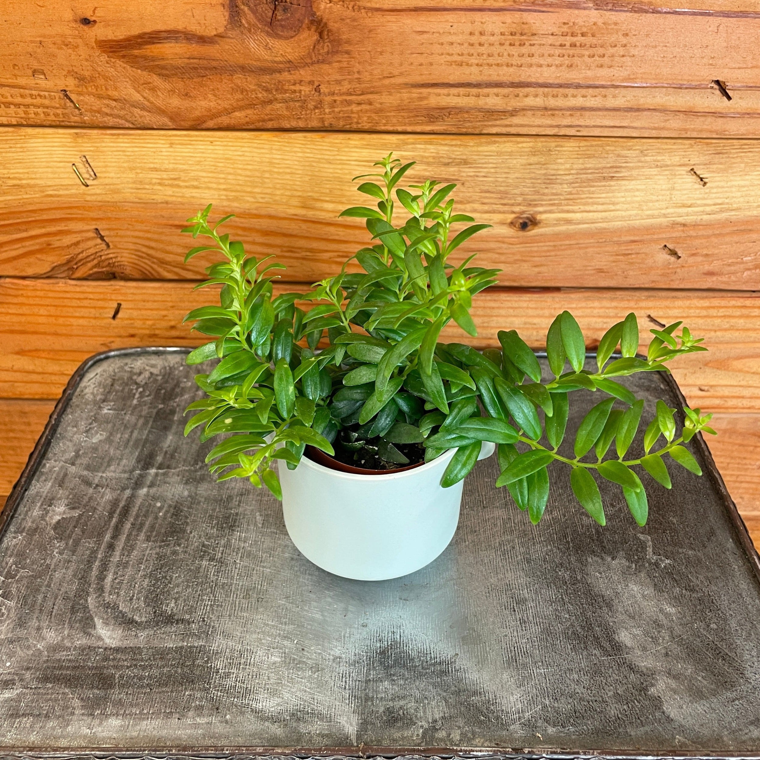 Aeschynanthus Lipstick Japhrolepis, 2" Plant, The Plant Farm