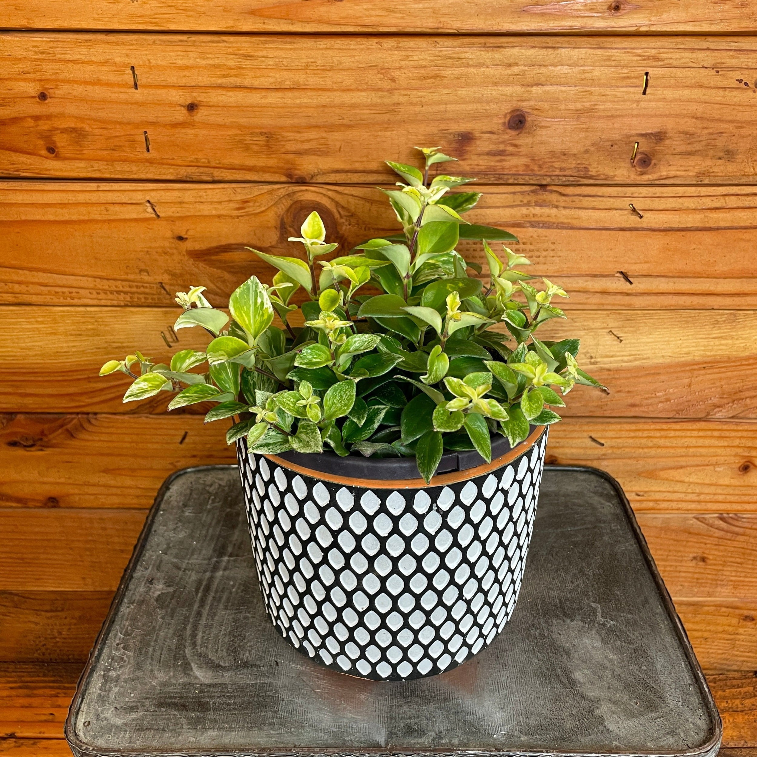 Aeschynanthus Lipstick Variegated, 6" Plant, The Plant Farm