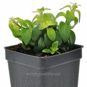 Aeschynanthus, Twisted Lipstick Plant, Twister, Twisted Lipstick Plant - Pot Size 3in 2.6x3.5in - House Plants