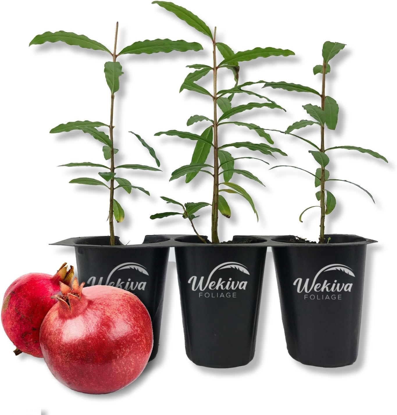 Afganski Pomegranate Tree - 3 Live Tissue Culture Starter Plants - Edible Fruit Bearing Tree for The Patio and Garden