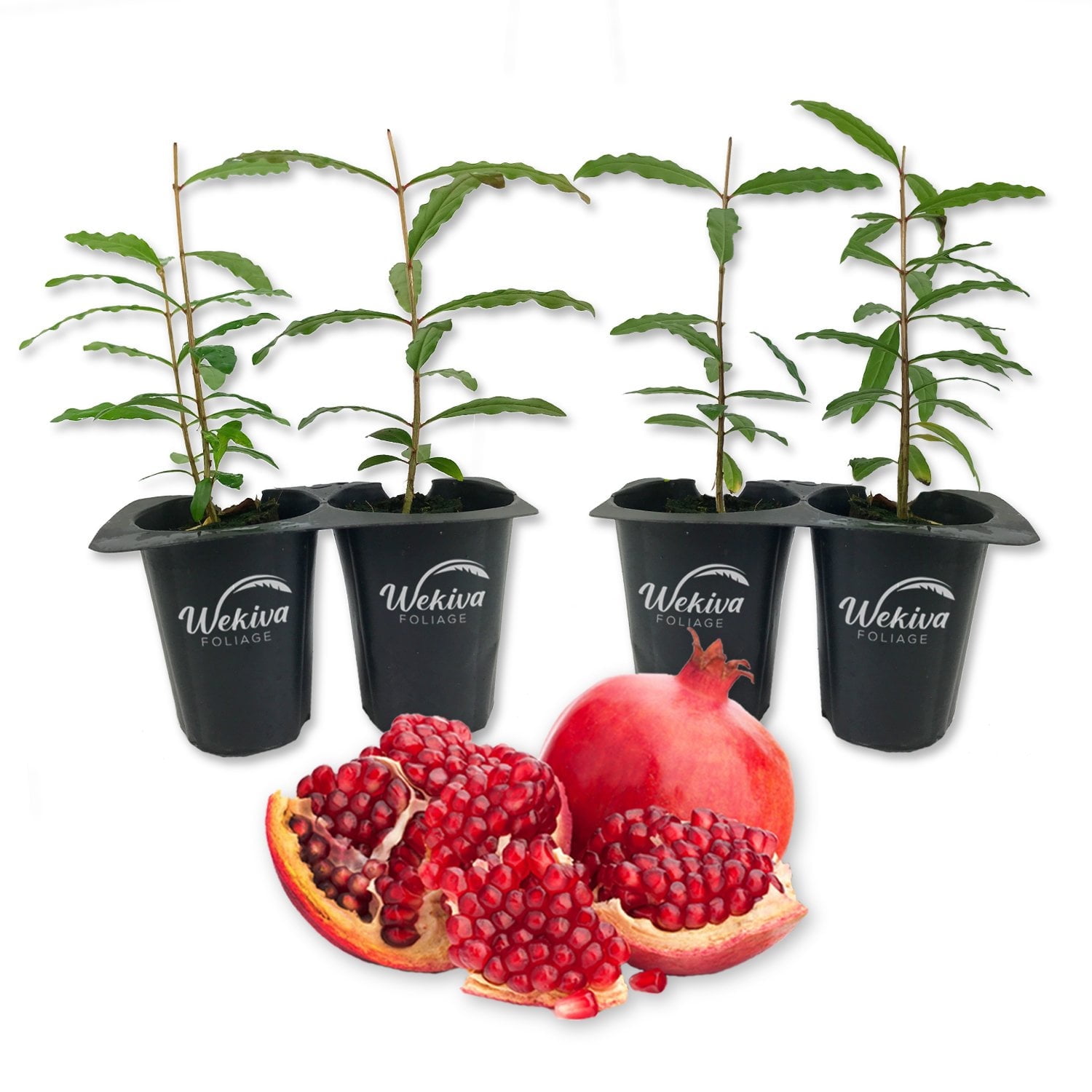 Afganski Pomegranate Tree - 4 Live Starter Plants - Edible Fruit Bearing Tree for The Patio and Garden