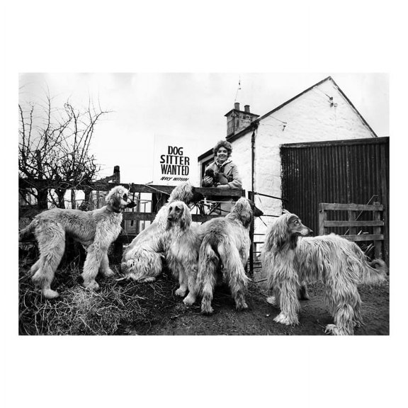 Afghan Dog Sitter Wanted